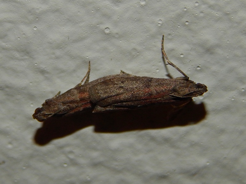 Pyralidae? S, Cadra cautella